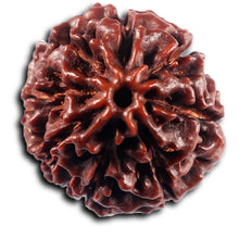 Load image into Gallery viewer, 8 Mukhi Hybrid Rudraksha - Bead No. 53
