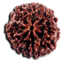 Load image into Gallery viewer, 8 Mukhi Hybrid Rudraksha - Bead No.54
