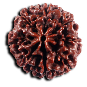 8 Mukhi Hybrid Rudraksha - Bead No.54