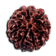 Load image into Gallery viewer, 8 Mukhi Hybrid Rudraksha - Bead No. 55
