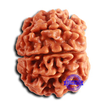 Load image into Gallery viewer, 8 Mukhi Nepalese Rudraksha - Bead No. 377
