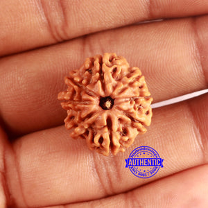 8 Mukhi Nepalese Rudraksha - Bead No. 380