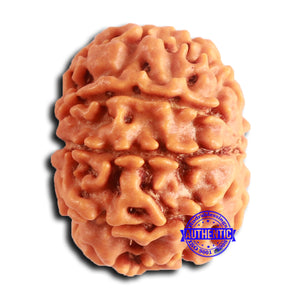 8 Mukhi Nepalese Rudraksha - Bead No. 380