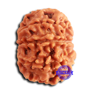 8 Mukhi Nepalese Rudraksha - Bead No. 380