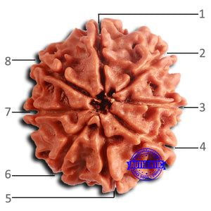 8 Mukhi Nepalese Rudraksha - Bead No. 382