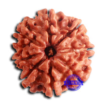 Load image into Gallery viewer, 8 Mukhi Nepalese Rudraksha - Bead No. 382
