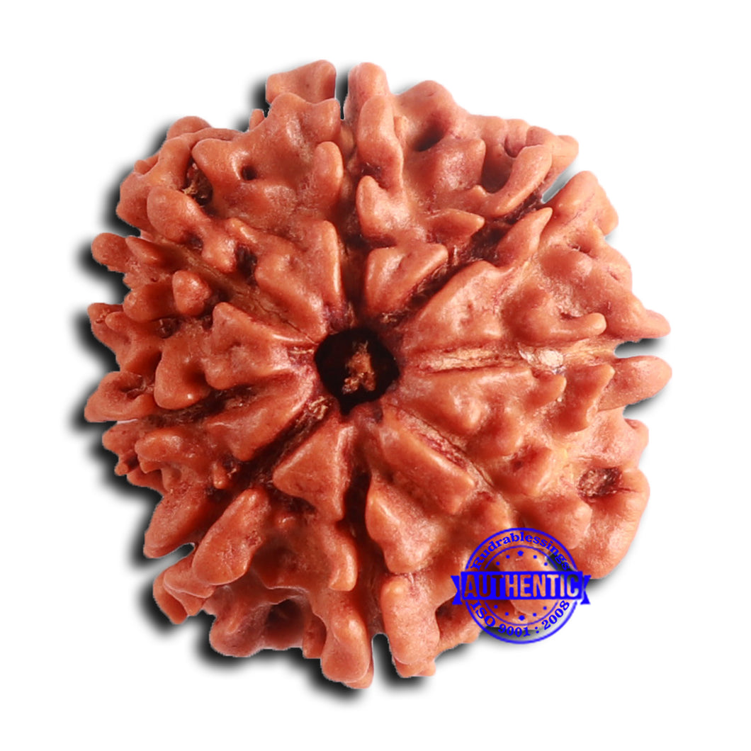 8 Mukhi Nepalese Rudraksha - Bead No. 382