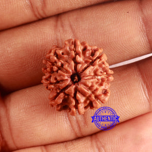 8 Mukhi Nepalese Rudraksha - Bead No. 382