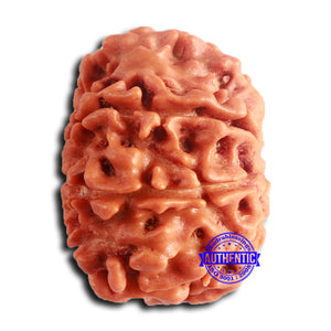 8 Mukhi Nepalese Rudraksha - Bead No. 382