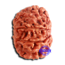 Load image into Gallery viewer, 8 Mukhi Nepalese Rudraksha - Bead No. 382
