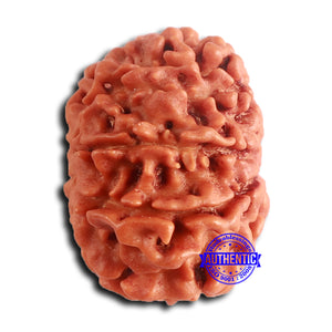 8 Mukhi Nepalese Rudraksha - Bead No. 382