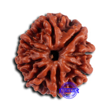 Load image into Gallery viewer, 8 Mukhi Nepalese Rudraksha - Bead No. 392
