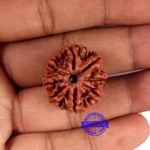 Load image into Gallery viewer, 8 Mukhi Nepalese Rudraksha - Bead No. 392
