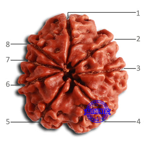 8 Mukhi Nepalese Rudraksha - Bead No. 357