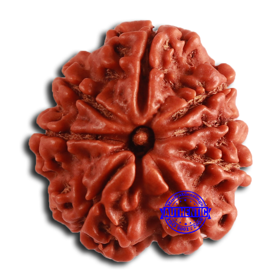 8 Mukhi Nepalese Rudraksha - Bead No. 357