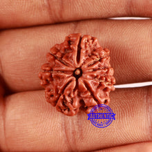 Load image into Gallery viewer, 8 Mukhi Nepalese Rudraksha - Bead No. 357
