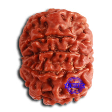 Load image into Gallery viewer, 8 Mukhi Nepalese Rudraksha - Bead No. 357
