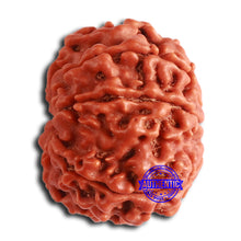 Load image into Gallery viewer, 8 Mukhi Nepalese Rudraksha - Bead No. 357
