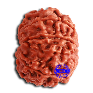 8 Mukhi Nepalese Rudraksha - Bead No. 357