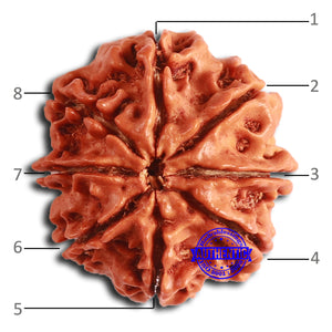 8 Mukhi Nepalese Rudraksha - Bead No. 358