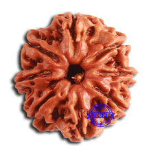 Load image into Gallery viewer, 8 Mukhi Nepalese Rudraksha - Bead No. 358
