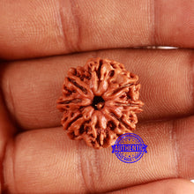 Load image into Gallery viewer, 8 Mukhi Nepalese Rudraksha - Bead No. 358
