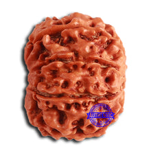 Load image into Gallery viewer, 8 Mukhi Nepalese Rudraksha - Bead No. 358
