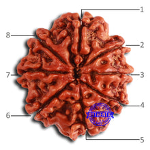 Load image into Gallery viewer, 8 Mukhi Nepalese Rudraksha - Bead No. 359
