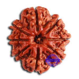 8 Mukhi Nepalese Rudraksha - Bead No. 359