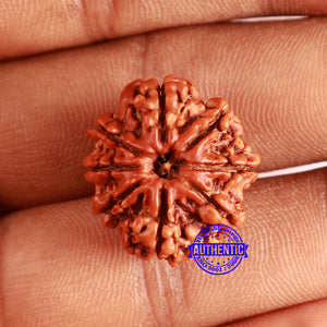 8 Mukhi Nepalese Rudraksha - Bead No. 359