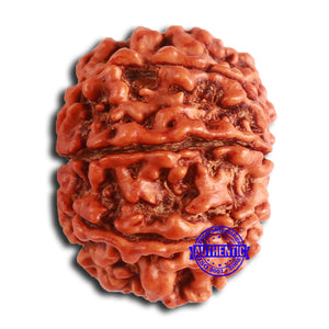 8 Mukhi Nepalese Rudraksha - Bead No. 359