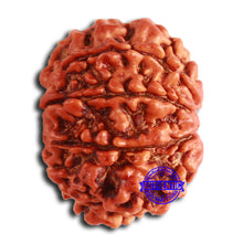 Load image into Gallery viewer, 8 Mukhi Nepalese Rudraksha - Bead No. 359
