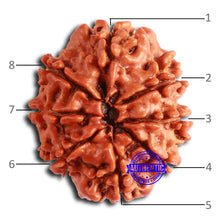 Load image into Gallery viewer, 8 Mukhi Nepalese Rudraksha - Bead No. 360
