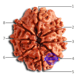 8 Mukhi Nepalese Rudraksha - Bead No. 360