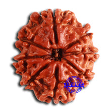 Load image into Gallery viewer, 8 Mukhi Nepalese Rudraksha - Bead No. 360
