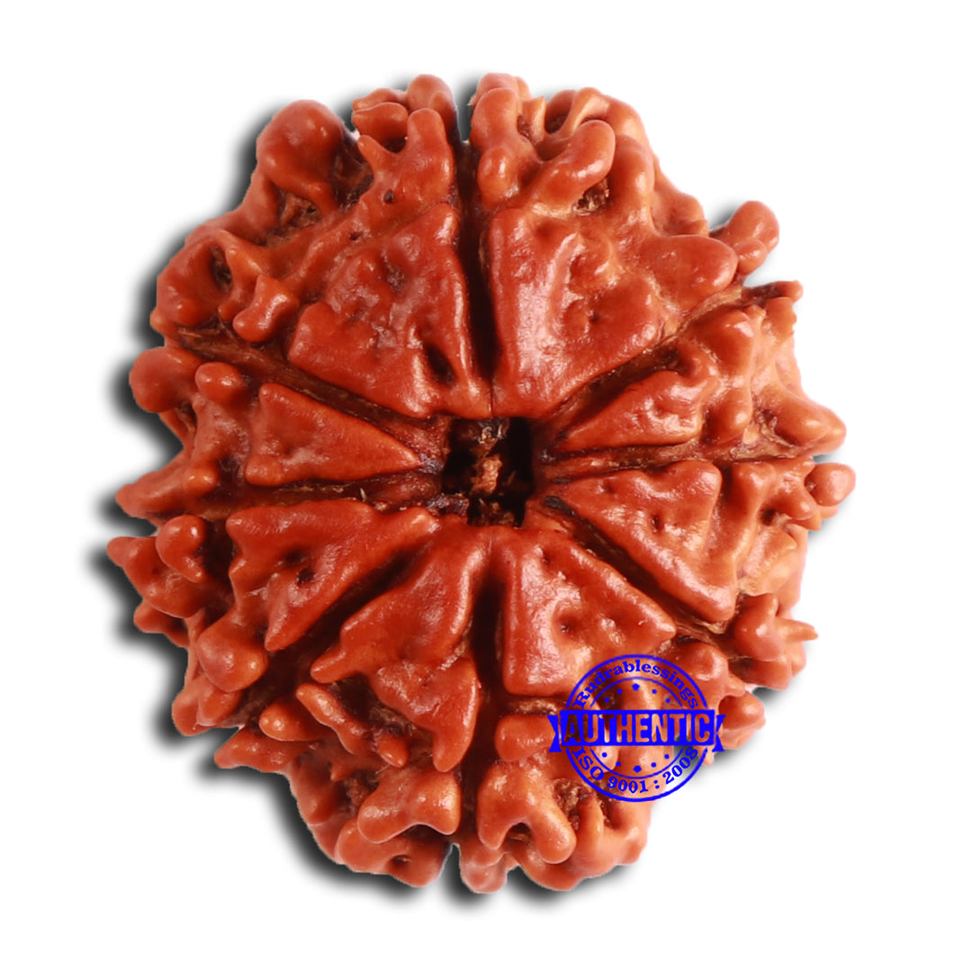 8 Mukhi Nepalese Rudraksha - Bead No. 360