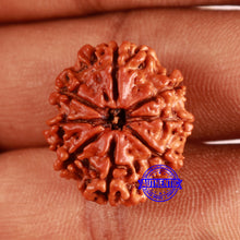 Load image into Gallery viewer, 8 Mukhi Nepalese Rudraksha - Bead No. 360
