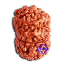 Load image into Gallery viewer, 8 Mukhi Nepalese Rudraksha - Bead No. 360
