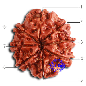 8 Mukhi Nepalese Rudraksha - Bead No. 361