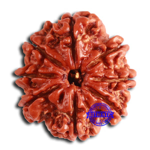 8 Mukhi Nepalese Rudraksha - Bead No. 361