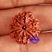 Load image into Gallery viewer, 8 Mukhi Nepalese Rudraksha - Bead No. 361
