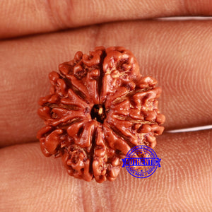 8 Mukhi Nepalese Rudraksha - Bead No. 361