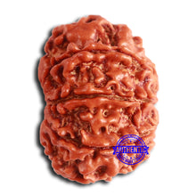 Load image into Gallery viewer, 8 Mukhi Nepalese Rudraksha - Bead No. 361
