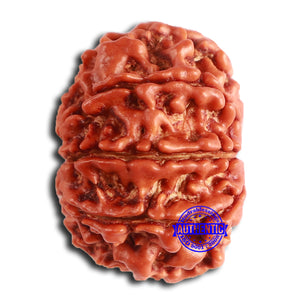 8 Mukhi Nepalese Rudraksha - Bead No. 361