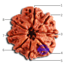 Load image into Gallery viewer, 8 Mukhi Nepalese Rudraksha - Bead No. 363
