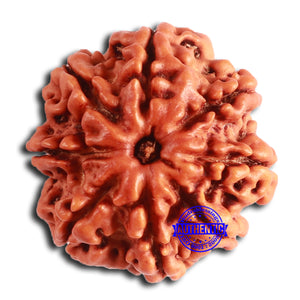 8 Mukhi Nepalese Rudraksha - Bead No. 363