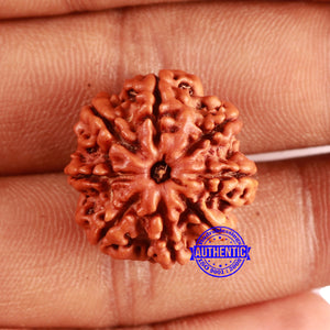 8 Mukhi Nepalese Rudraksha - Bead No. 363