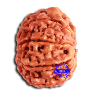 8 Mukhi Nepalese Rudraksha - Bead No. 363