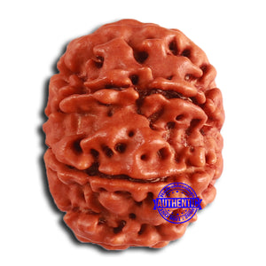 8 Mukhi Nepalese Rudraksha - Bead No. 363