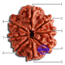 Load image into Gallery viewer, 8 Mukhi Nepalese Rudraksha - Bead No. 364
